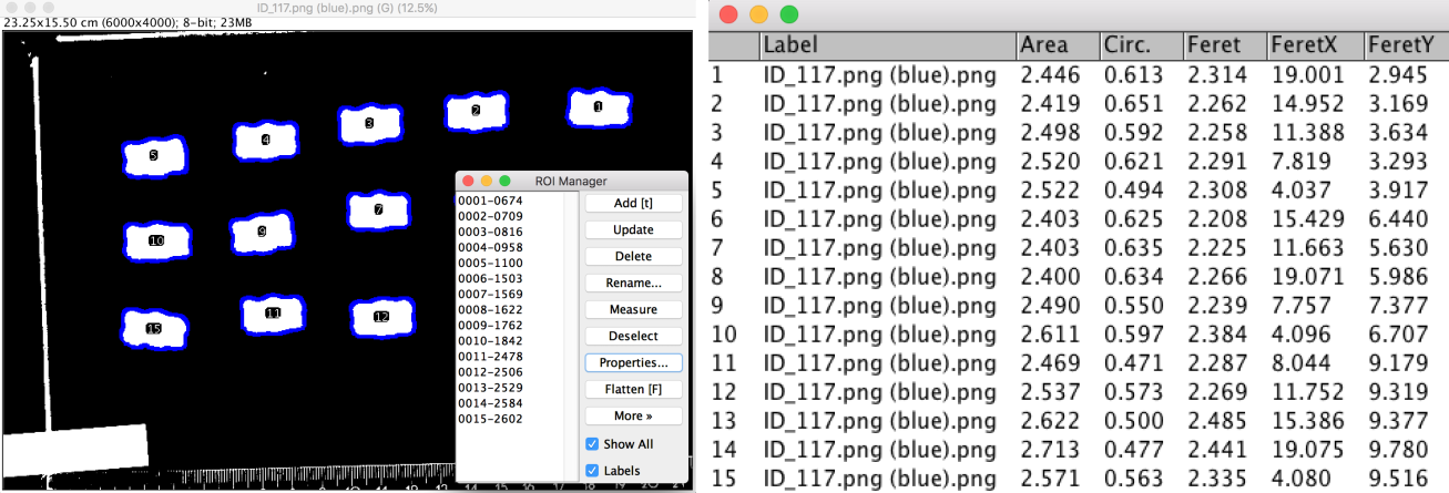 Image segmentation by thresholding in Fiji (left). Measurements are extracted from binary image (right).